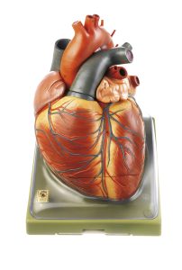 Uitvergroot Hart Model
