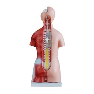 Unisex Torso van het Menselijk Lichaam 45 cm, 23-delig