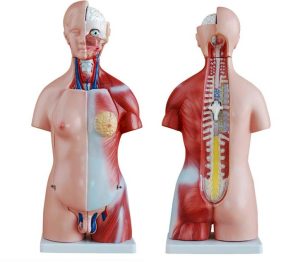 Unisex Torso van het Menselijk Lichaam 45 cm, 23-delig