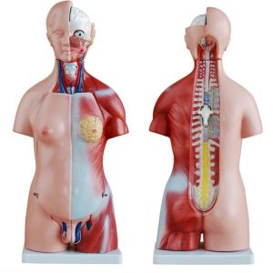 Unisex Torso van het Menselijk Lichaam 45 cm, 23-delig