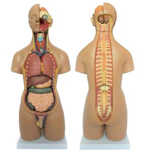 Unisex Torso van het Menselijk Lichaam 55 cm, 20-delig