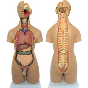 Unisex Torso van het Menselijk Lichaam 55 cm, 20-delig