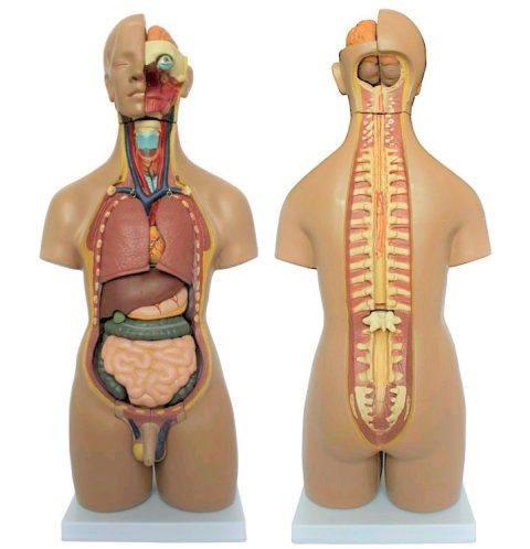 Unisex Torso van het Menselijk Lichaam 55 cm, 20-delig
