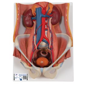 Urinair systeem, 2-slachtig, 6-delig