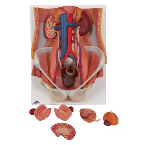 Urinair systeem, 2-slachtig, 6-delig