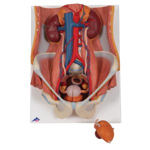 Urinair systeem, 2-slachtig, 6-delig