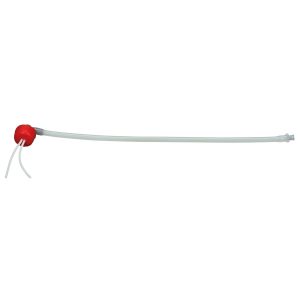 Urostoma