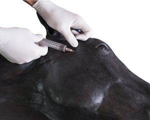 Vaardigheidstrainer Paard
