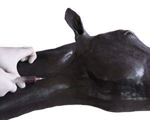 Vaardigheidstrainer Paard