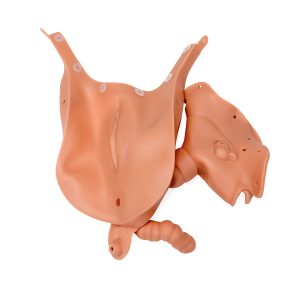 Vagina Inzetstuk
