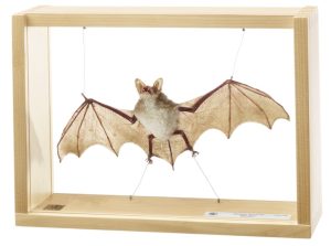 Vale Vleermuis Model