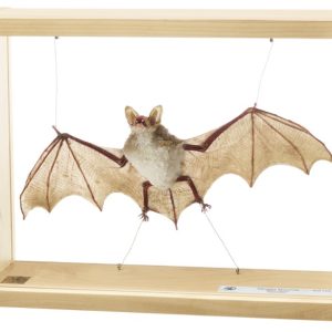 Vale Vleermuis Model