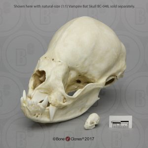 Vampiervleermuis Schedelmodel