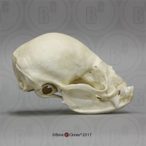 Vampiervleermuis Schedelmodel