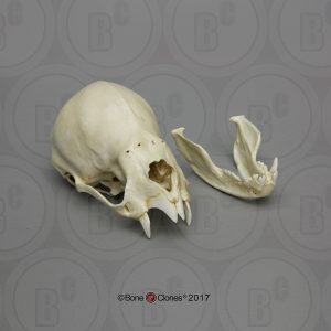 Vampiervleermuis Schedelmodel