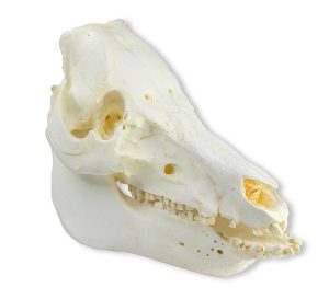 Varken Schedelmodel