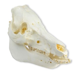 Varken Schedelmodel