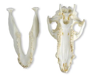 Varken Schedelmodel