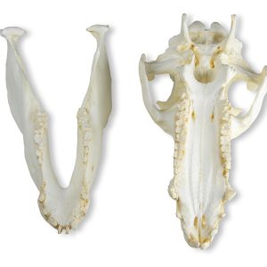 Varken Schedelmodel