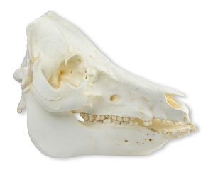 Varken Schedelmodel