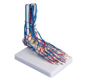 Vasculair Voet Model