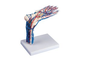 Vasculair Voet Model