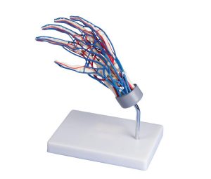 Vasculair Hand Model