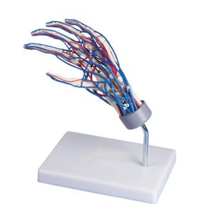 Vasculair Hand Model