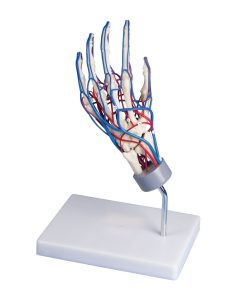 Vasculair Hand Model