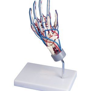 Vasculair Hand Model