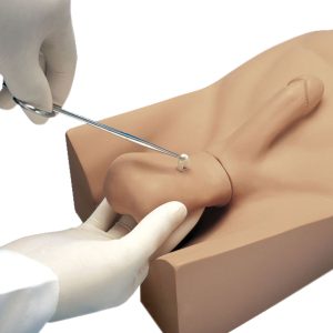Vasectomie Model
