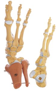 Vast Voetskelet Model