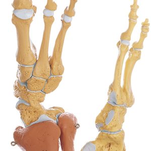 Vast Voetskelet Model