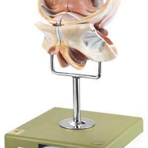 Vrouwelijke geslachtsorganen model, 4-delig