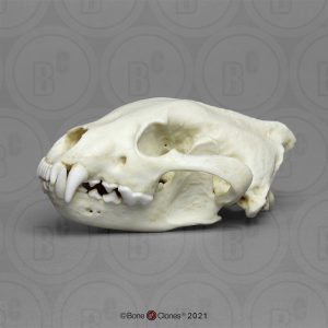 Veelvraat Schedelmodel