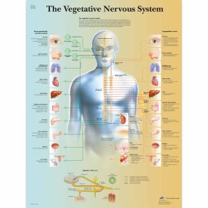 Anatomie Poster Vegetatief Zenuwstelsel, gelamineerd