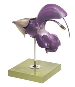 Veldsalie Model