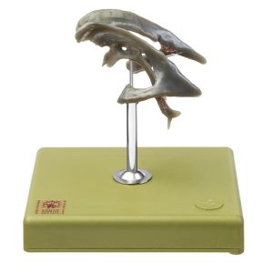 Ventrikelstelsel Model