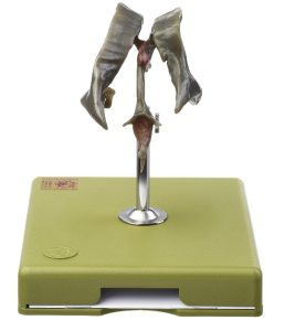 Ventrikelstelsel Model