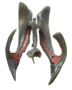 Ventrikelstelsel Model