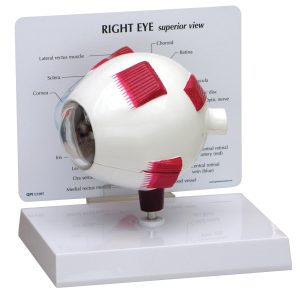 Vergroot Oog Model