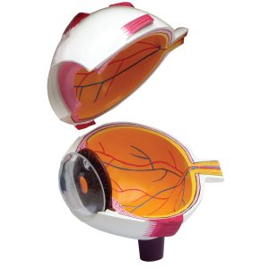 Vergroot Oog Model