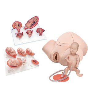 Verloskunde Modellen Set