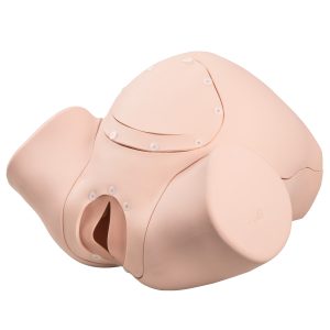 Verloskunde Modellen Set