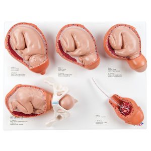 Verloskunde Modellen Set