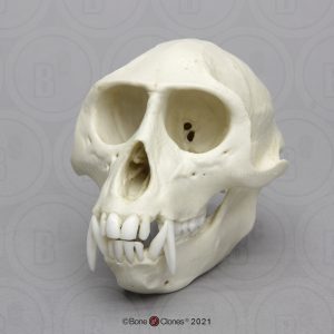 Vervet Schedelmodel