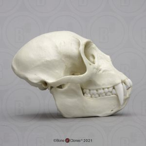 Vervet Schedelmodel