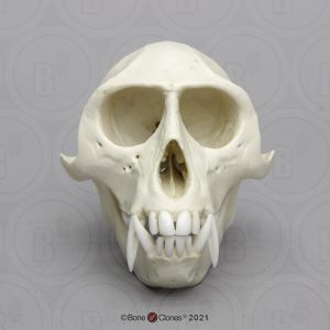 Vervet Schedelmodel