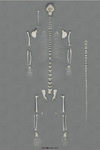 Vervet Skelet