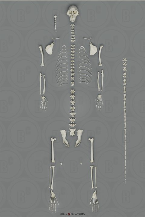 Vervet Skelet